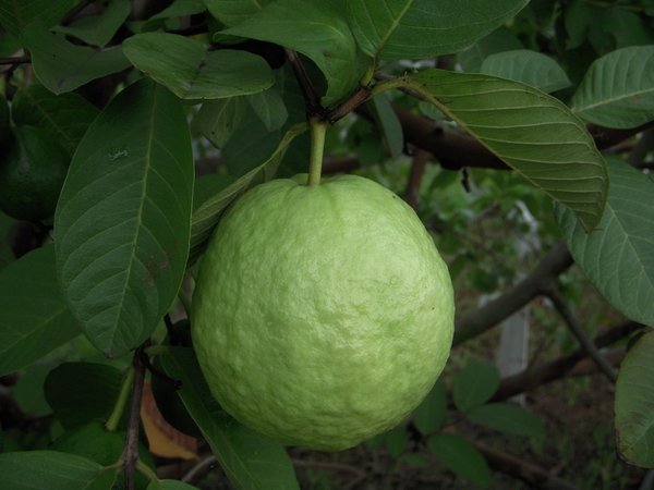 Perle Guave aus Taiwan